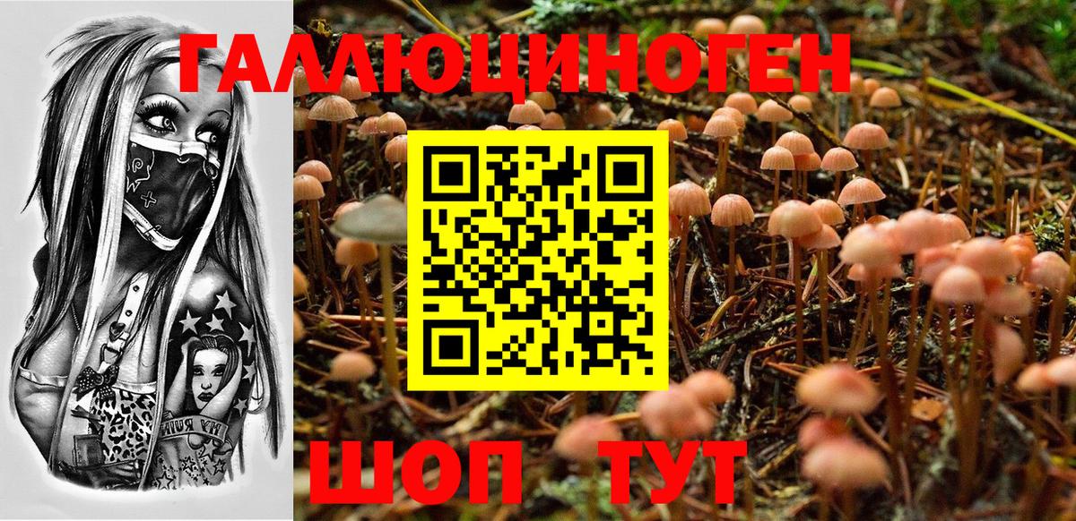Красноармейск  Псилоцибиновые грибы Cubensis  Вход с VPN 